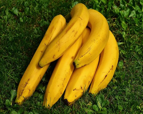 Fresh ripe bananas bunch